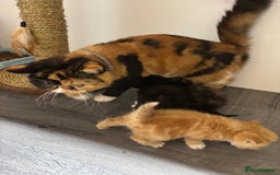 Exotic cats for sale: ⭐️ Exotic kittens 1 male 2 female ⭐️ - Image 17