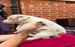 Border Collie dogs for sale: 6.5 weeks old collie puppies for sale  - Image 12