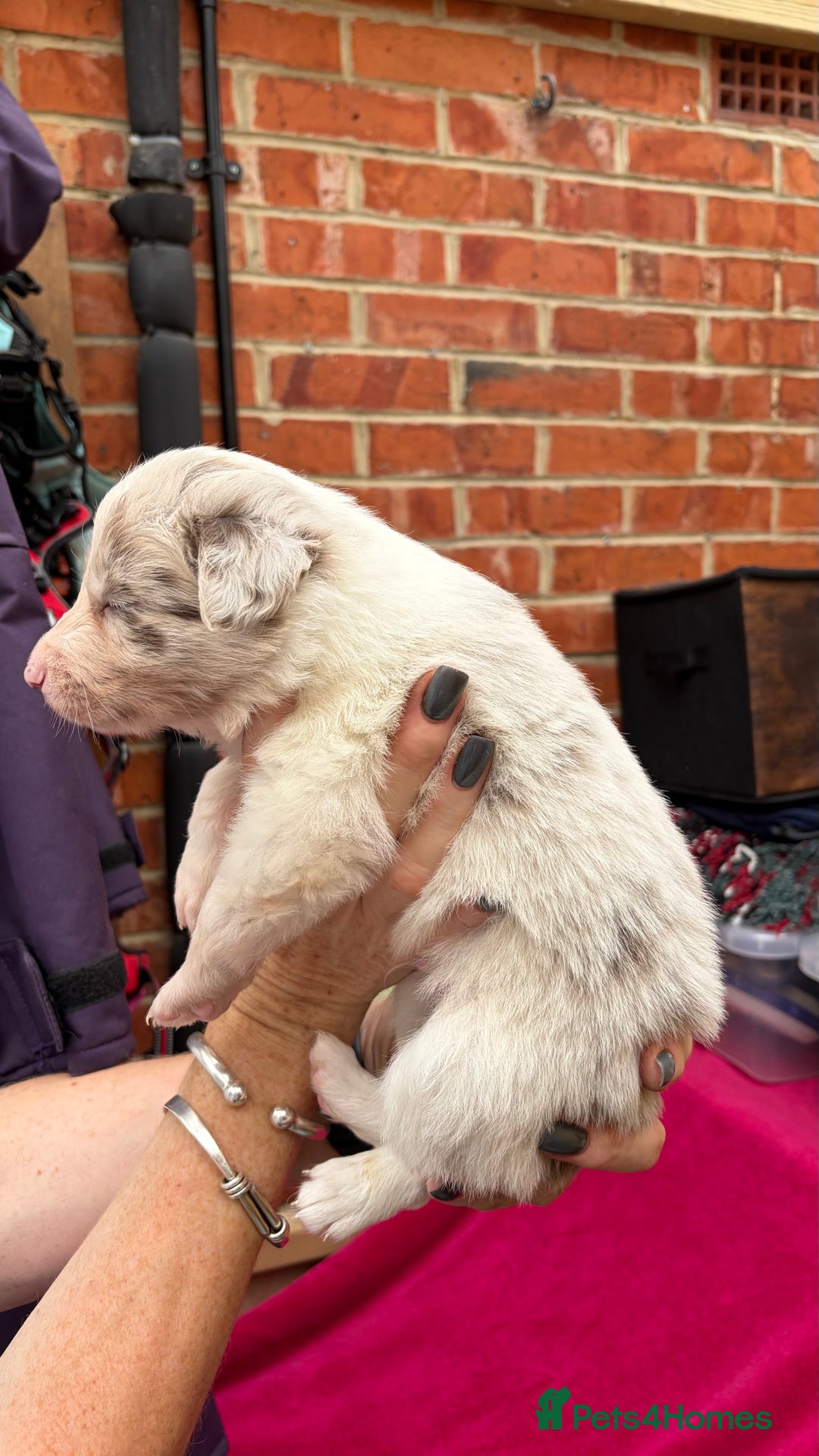 Border Collie dogs for sale: 6.5 weeks old collie puppies for sale  - Image 12