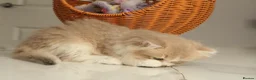British Longhair cats for sale: Rare color Cinnamon Golden BLH - Advert 5