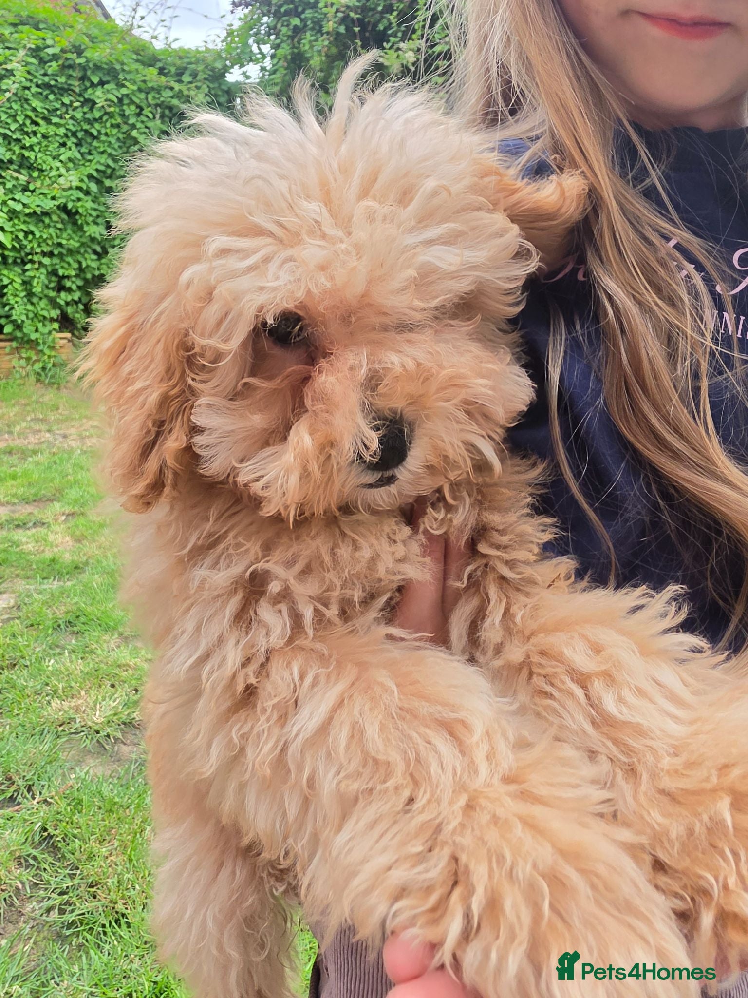Poochon dogs Boys 750 , Girls 1000  - Advert 3
