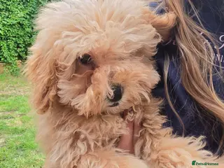Poochon dogs Boys 750 , Girls 1000 - Advert 3