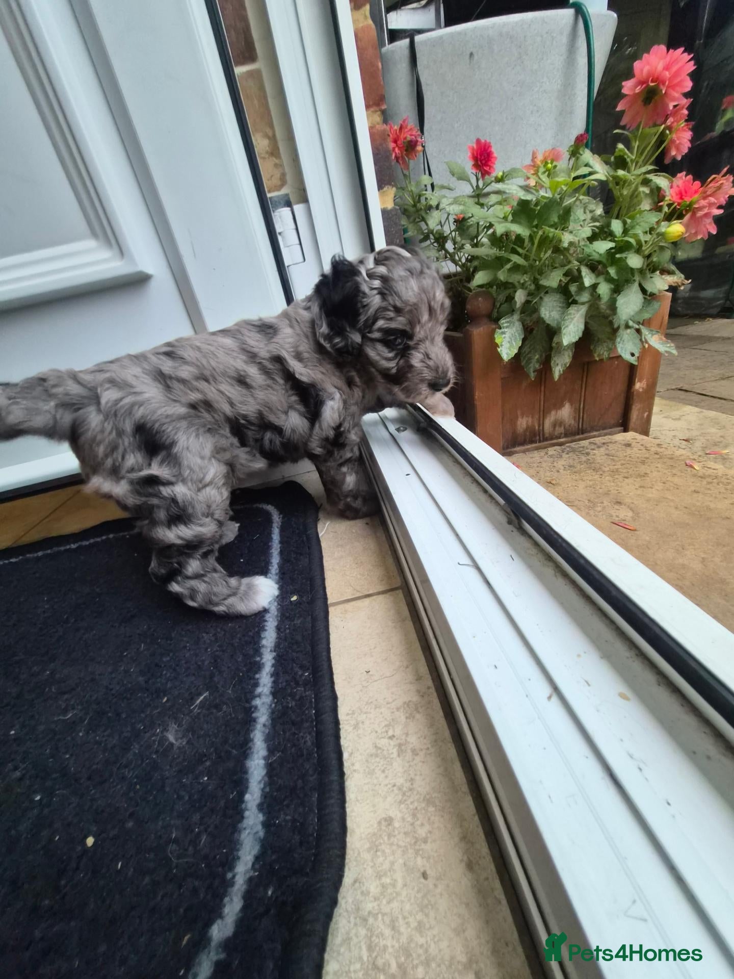 Mixed Breed dogs Australian Labradoodle  - Advert 11