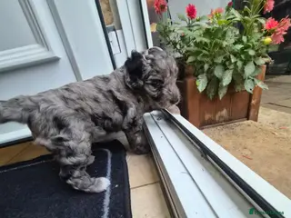 Mixed Breed dogs Australian Labradoodle - Advert 3