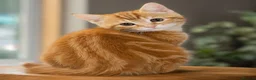 British Shorthair cats for sale: Stunning half Main Coon kitten ready for new home - Advert 16
