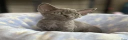 Devon Rex cats for sale: Fantastic Pedigree Devon Rex - Advert 2