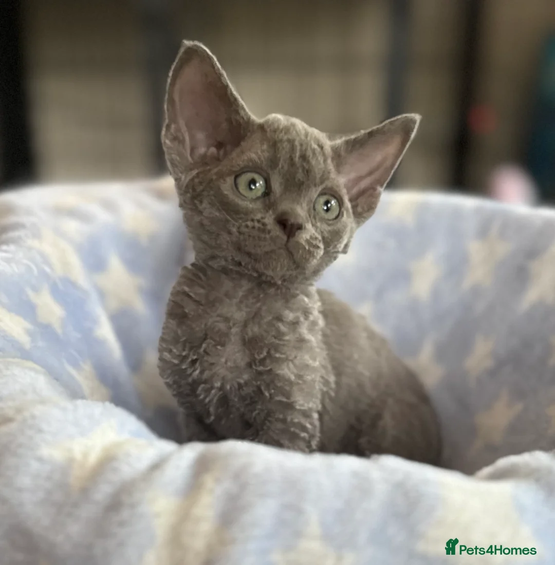 Devon Rex cats for sale: Fantastic Pedigree Devon Rex - Advert 2