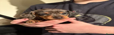 Dachshund Puppy 1