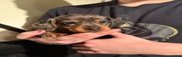 Dachshund dogs for sale: Ready Friday Dachshund puppies  - Advert 9