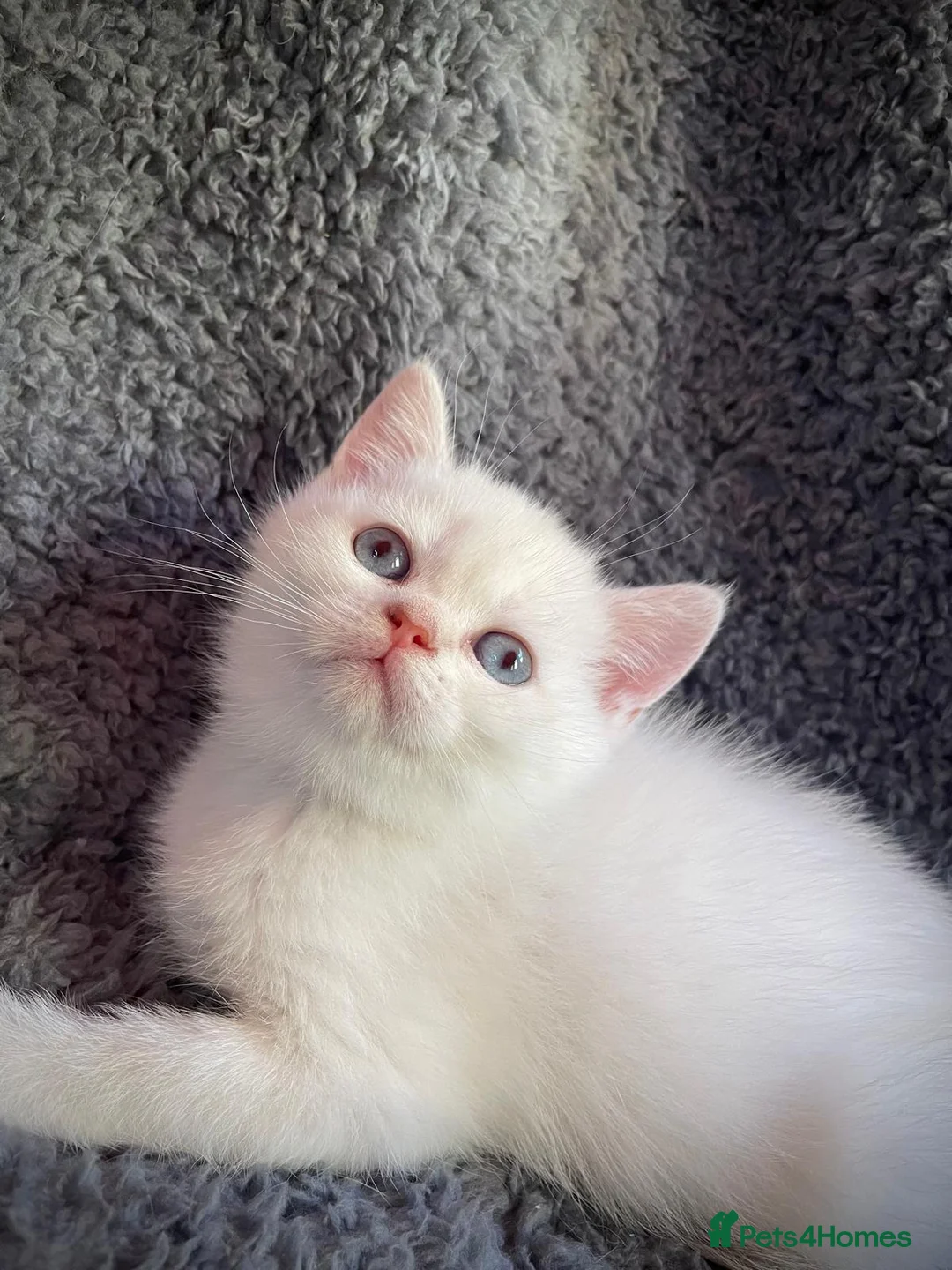 British Shorthair cats for sale: Older rare goldens n c/points 🐱   in Ashton-under-Lyne - Advert 7