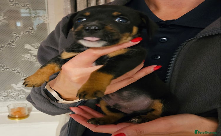 Mixed Breed dogs - Advert 15