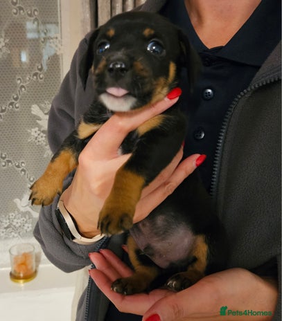 Mixed Breed dogs - Advert 15