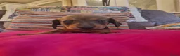 Miniature Dachshund dogs for sale: Beautiful miniature dachshund puppies - Advert 2