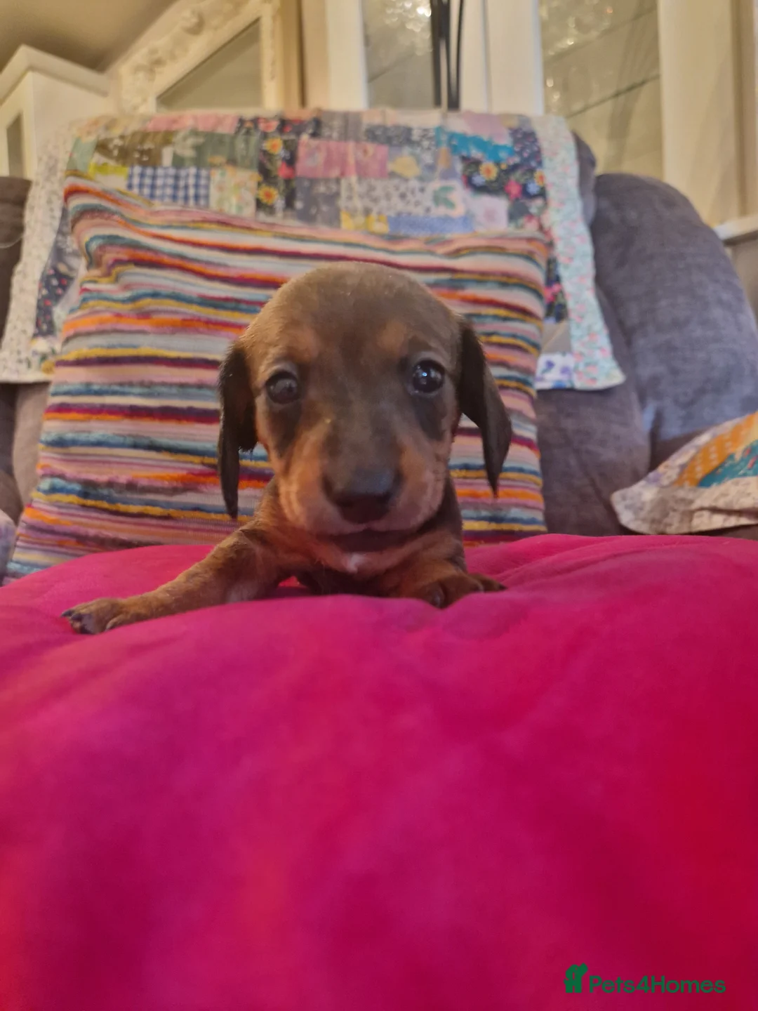 Miniature Dachshund dogs for sale: Beautiful miniature dachshund puppies - Advert 2