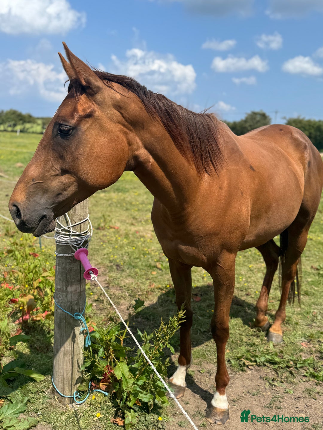 English Thoroughbred horses for sale: Trixie tb 6 years old  - Image 2