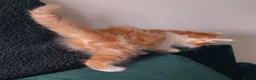 Mixed Breed cats for sale: 4 kittens  - Advert 8