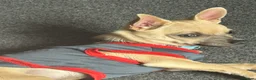 Chihuahua dogs for sale: 🐾 LOVING FOREVER HOME WANTED FOR SOBY 🐾 in Coventry - Advert 14