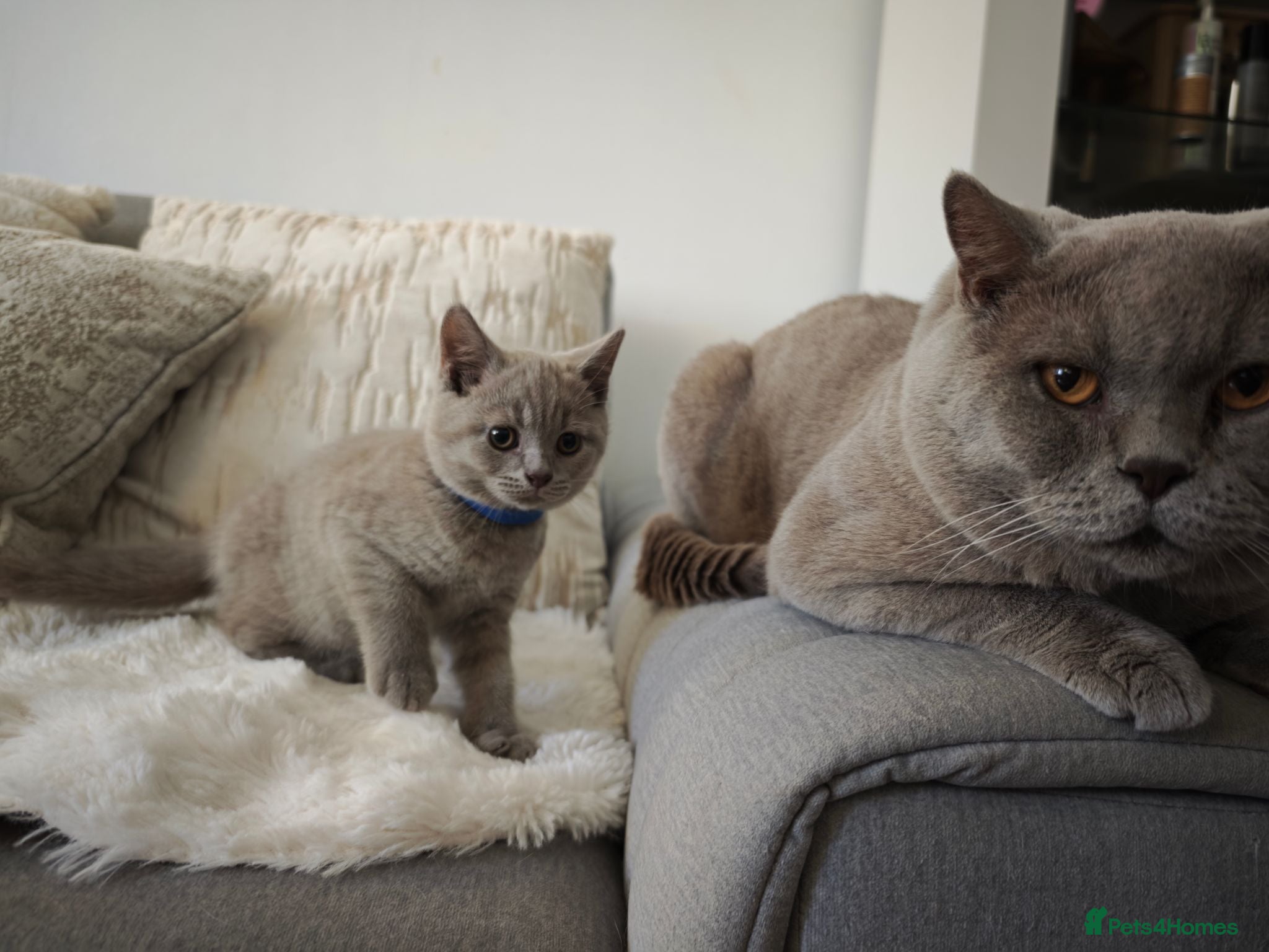 British Shorthair cats British Shorthair kittens - Advert 2