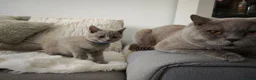 British Shorthair cats for sale: British Shorthair kittens - Advert 1