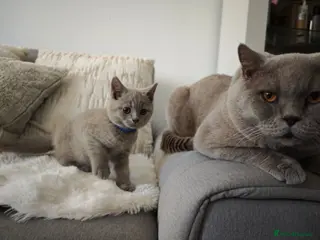 British Shorthair cats British Shorthair kittens - Advert 2