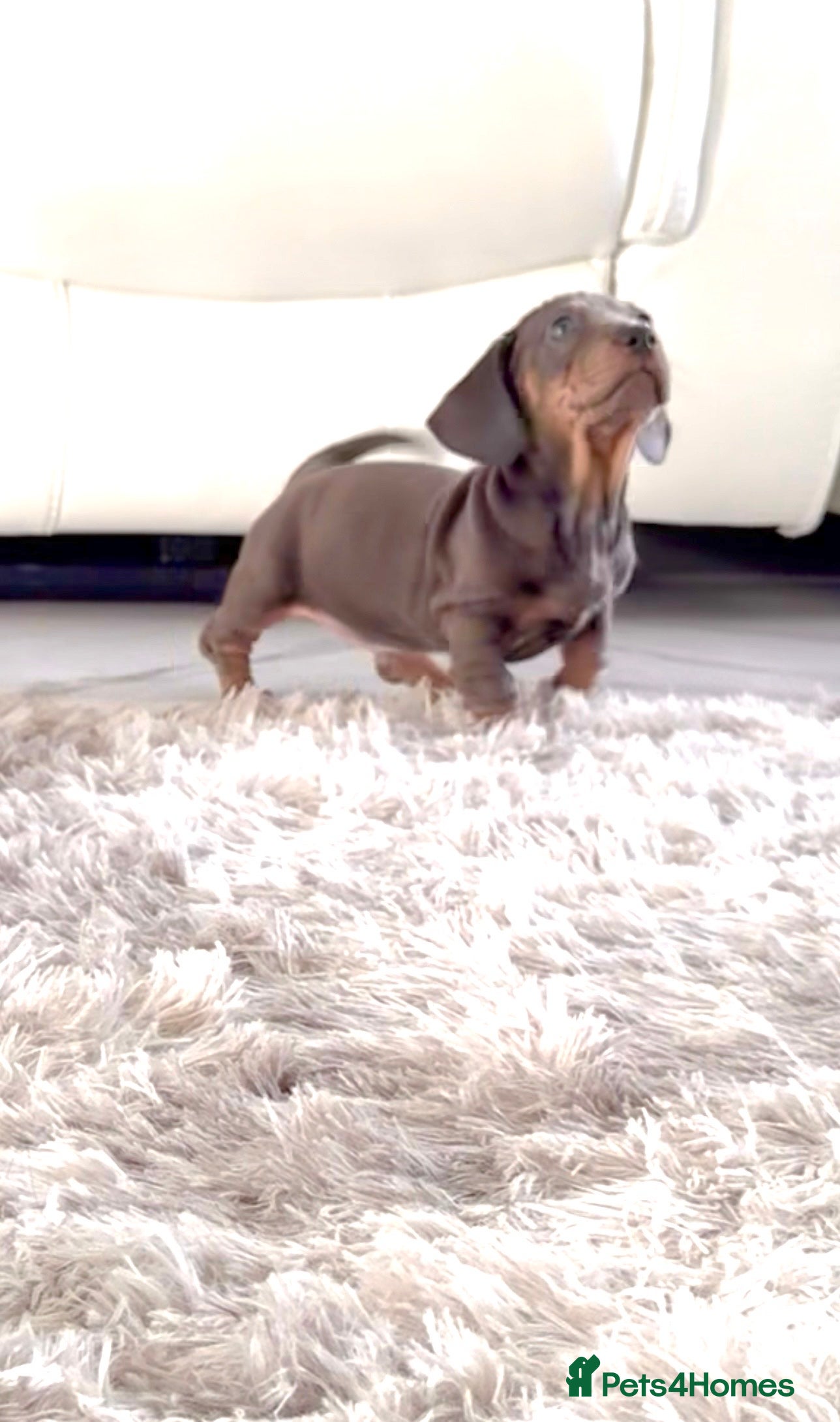 Miniature Dachshund dogs Miniature Daschund pra clear  - Advert 1