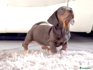 Miniature Dachshund dogs Miniature Daschund pra clear - Advert 1