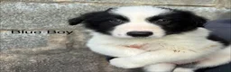 Border Collie dogs for sale: Border Collie Puppies - Advert 7