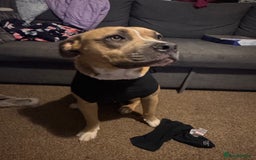 Mixed Breed dogs for sale: Angel - Staffordshire bull terrier cross boxer - Image 16