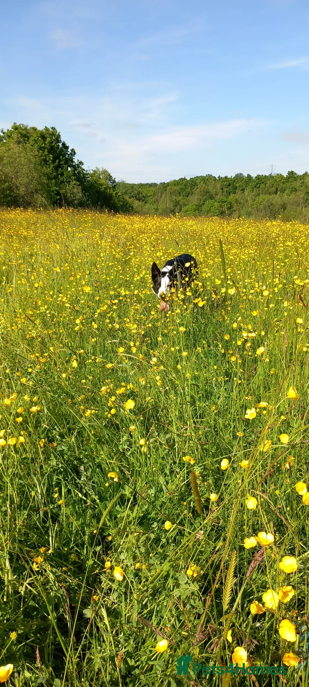 Border Collie dogs for stud: Milo for stud (PROVEN) in Chesterfield - Advert 4