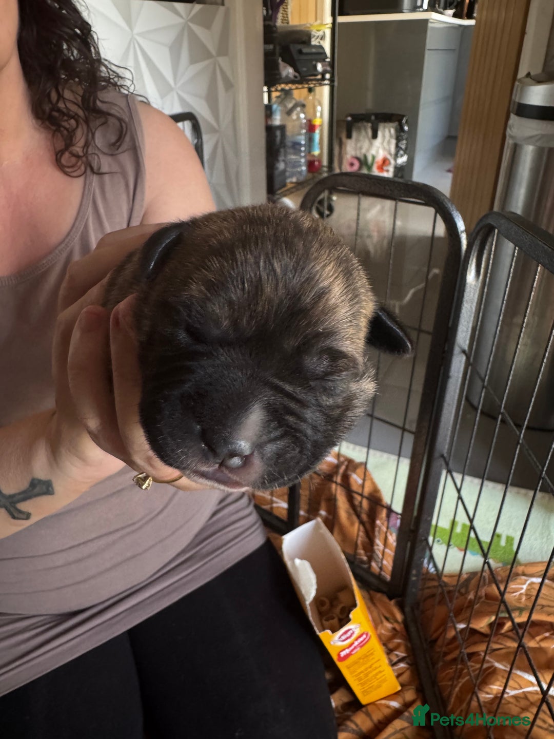 Staffordshire Bull Terrier dogs for sale: Staffordshire bull terrier puppies  - Image 11