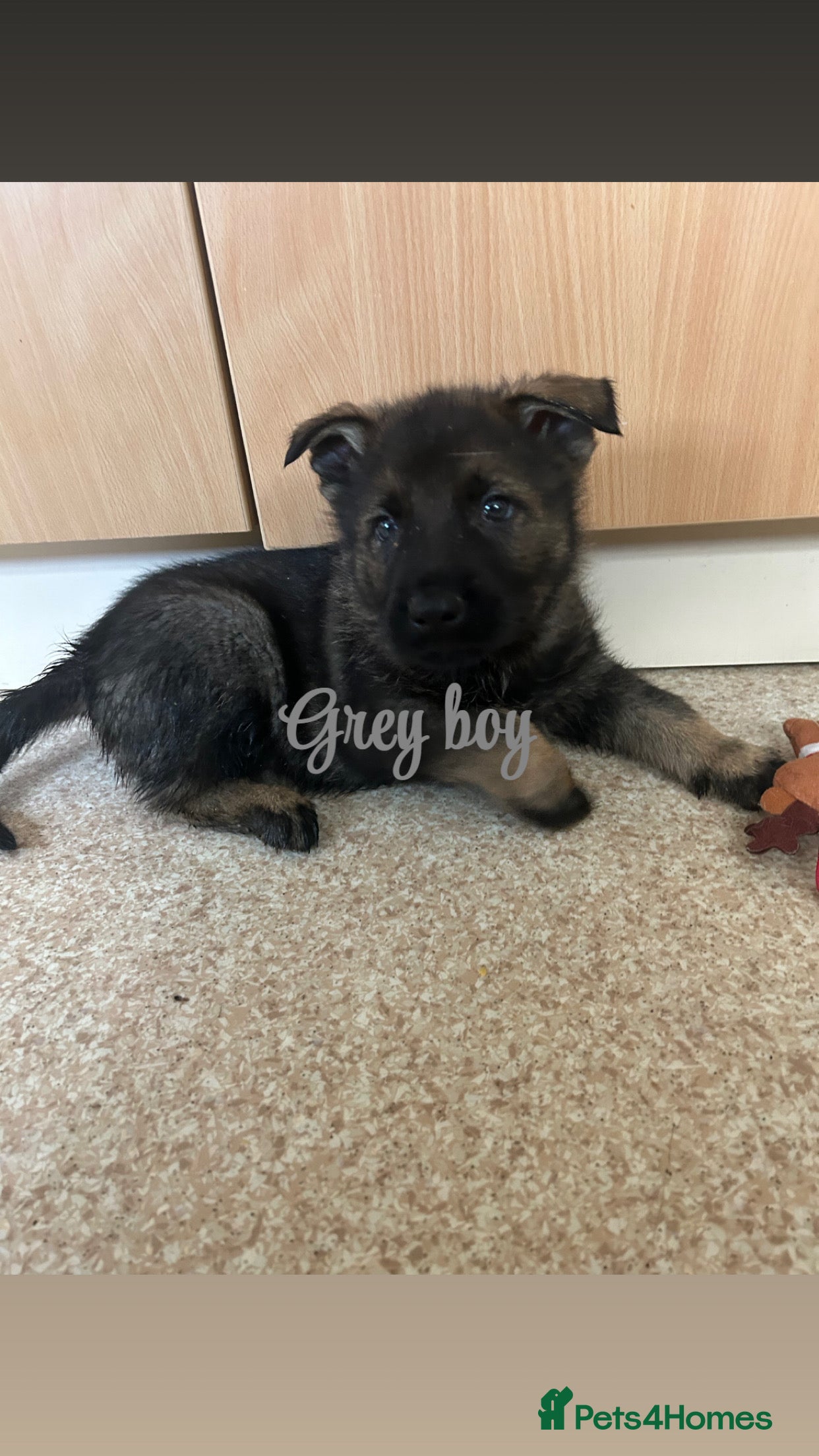 German Shepherd dogs Kc reg German shepherd puppy  - Advert 4