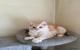 Maine Coon cats for sale: Stunning Maine coon kittens - Image 13