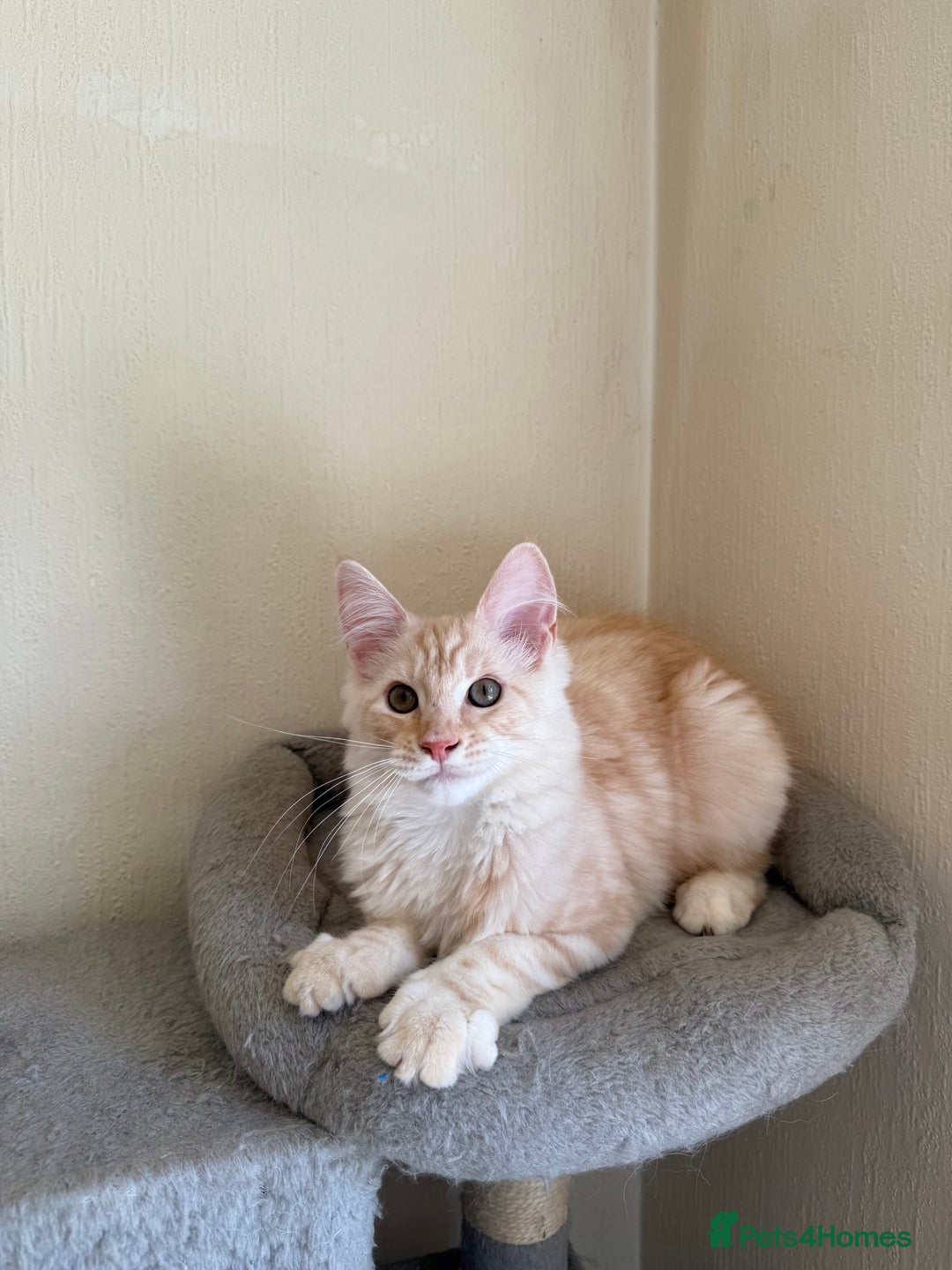 Maine Coon cats for sale: Stunning Maine coon kittens - Image 13