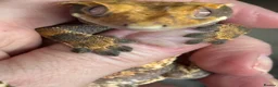 Gecko reptiles for sale: Tri colour harlequin crested gecko in Liverpool - Advert 4
