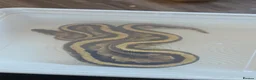 Python Snake reptiles for sale: Ball python in Southampton - Advert 2