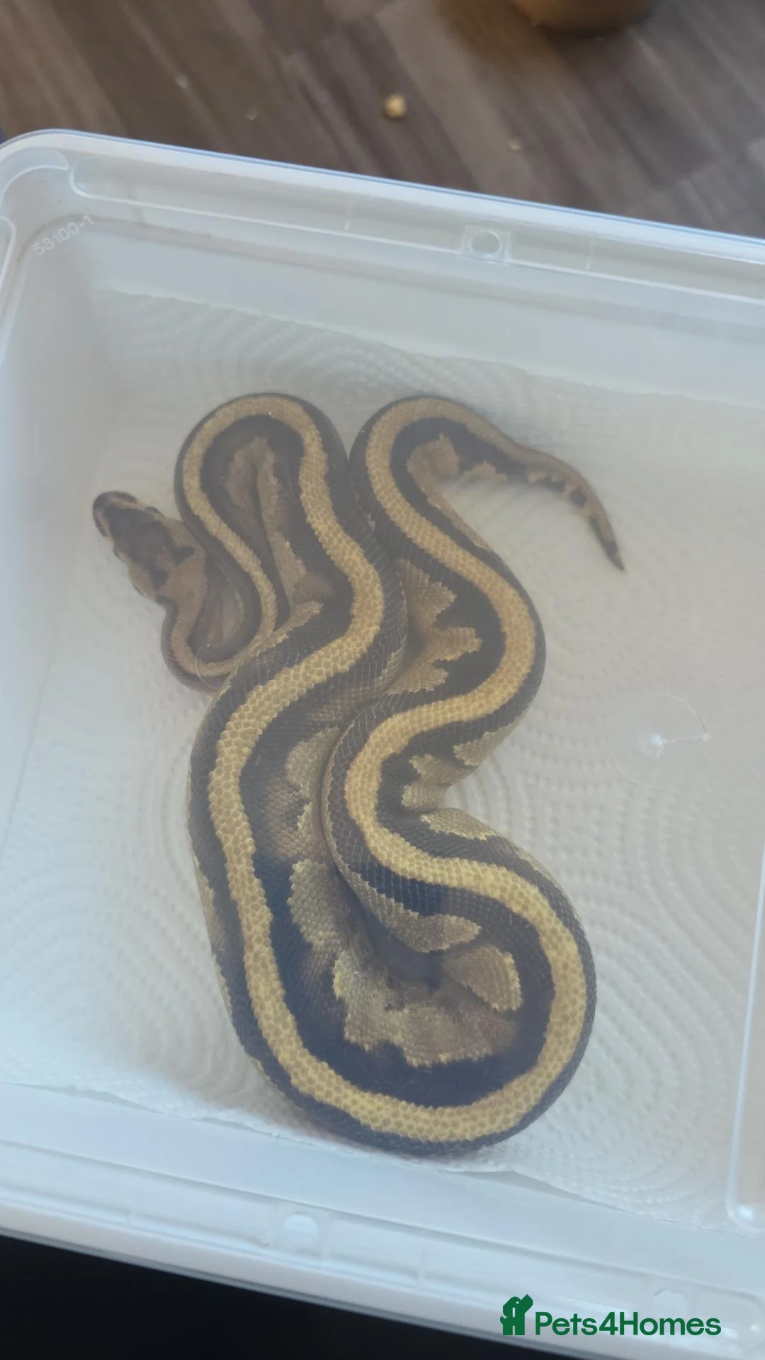 Python Snake reptiles for sale: Ball python in Southampton - Advert 2