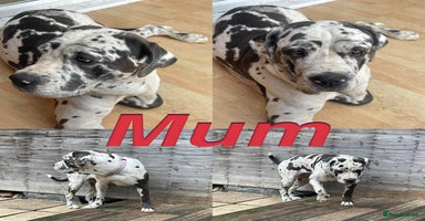 Cane Corso dogs - Advert 4