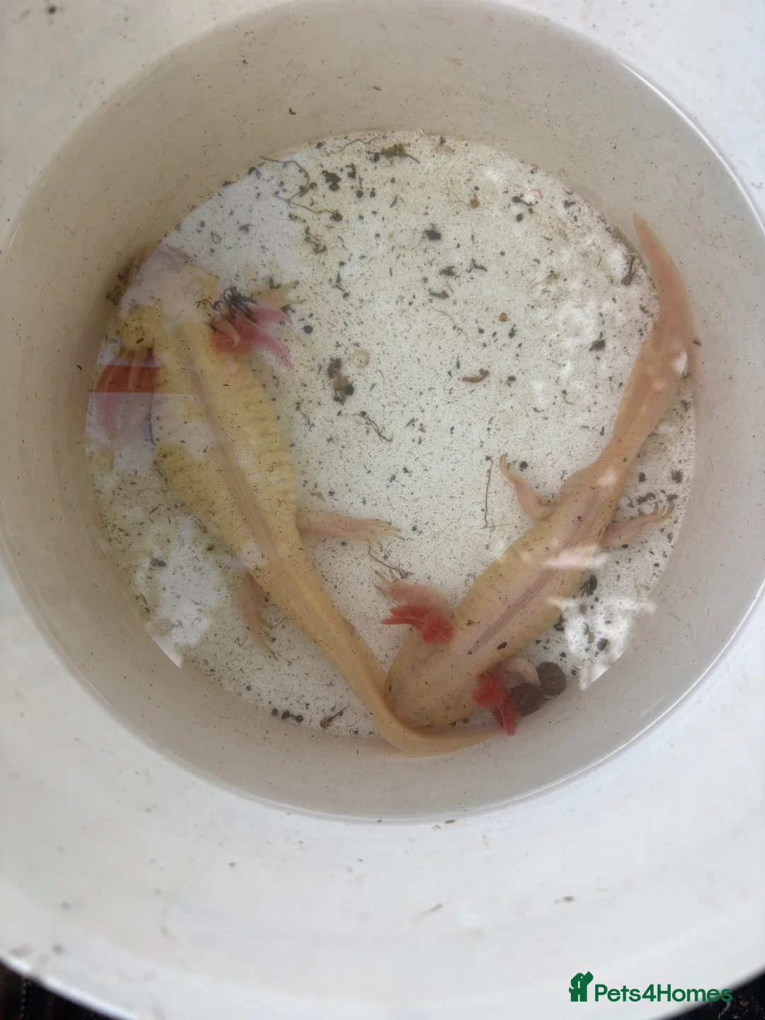 Axolotl reptiles for sale: Male axolotl  - Advert 2