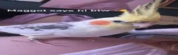 Mixed Breed birds for sale: URGENT Bird Rehoming - Advert 4