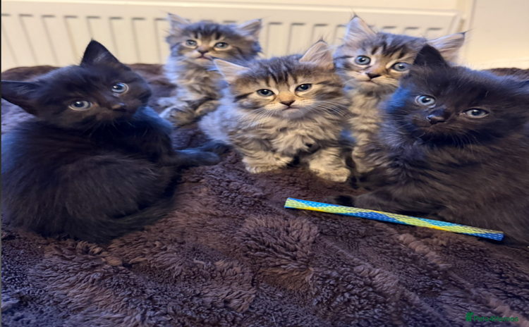 British Shorthair cats Affectionate British Shorthair Cross Kittens - Advert 11