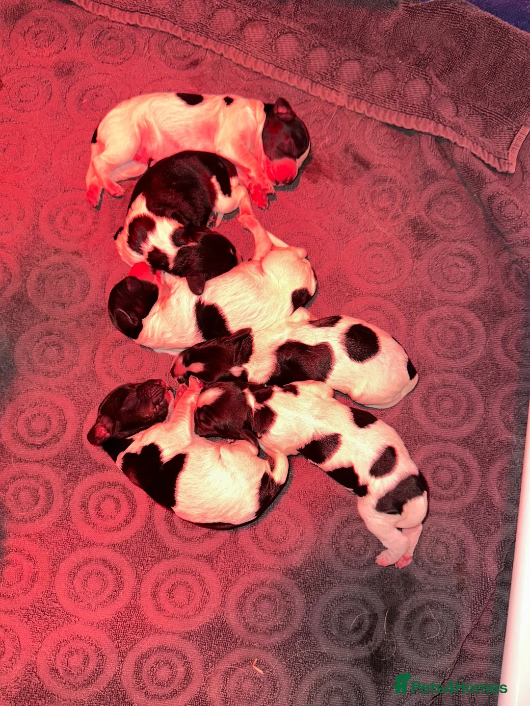 Cocker Spaniel dogs for sale: Health tested working cocker spaniels  - Advert 2
