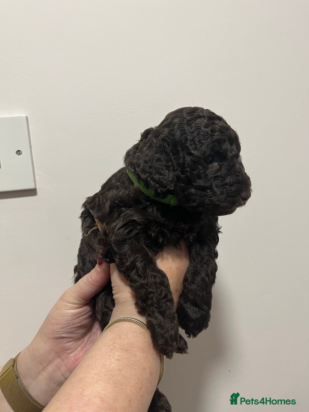 Cockapoo dogs for sale: Gorgeous toy cockapoo puppies  - Advert 11