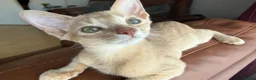 Abyssinian cats for sale: Abyssinian Kitten in Enfield - Advert 1