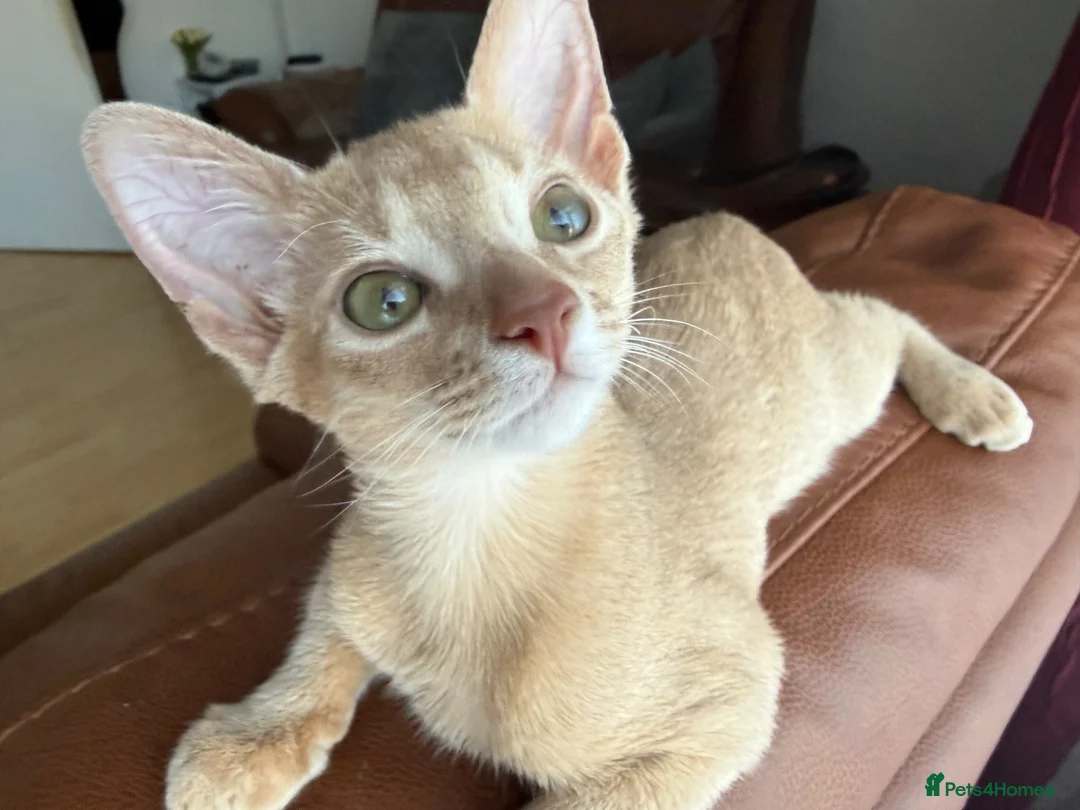 Abyssinian cats for sale: Abyssinian Kitten in Enfield - Advert 1