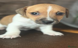 Jack Russell dogs for sale: Beautiful short legged Jack Russell babies  - Image 4