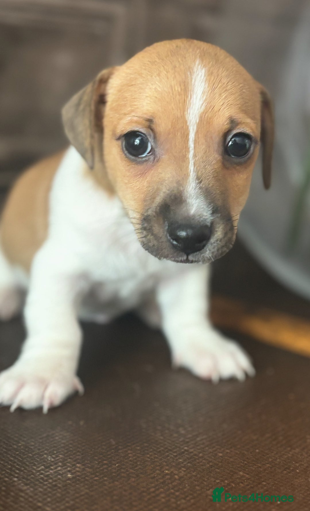 Jack Russell dogs for sale: Beautiful short legged Jack Russell babies  - Image 4