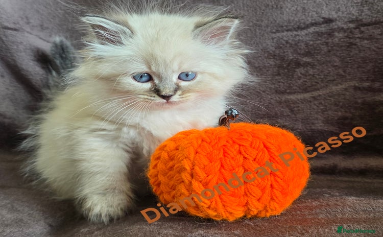 Siberian cats - Advert 1
