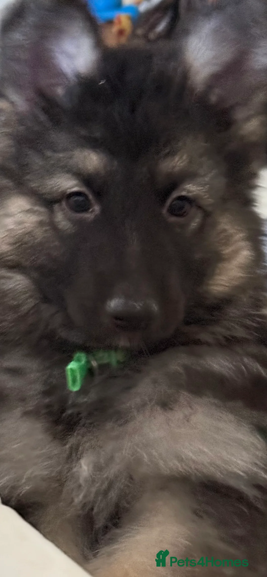 German Shepherd dogs for sale: German shepherd puppy  - Advert 4