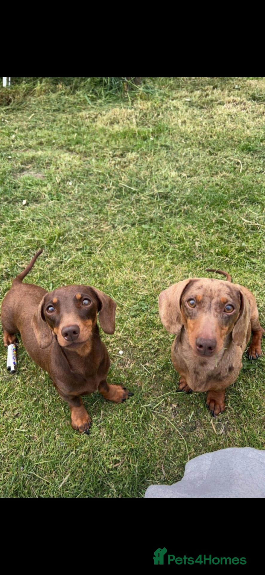 Miniature Dachshund dogs Miniature Dachshunds - Advert 1
