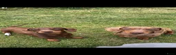 Miniature Dachshund dogs for sale: Miniature Dachshunds - Advert 1